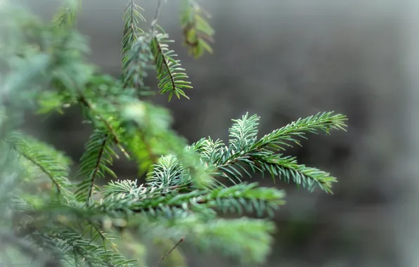 Branches, tree, spruce, needles