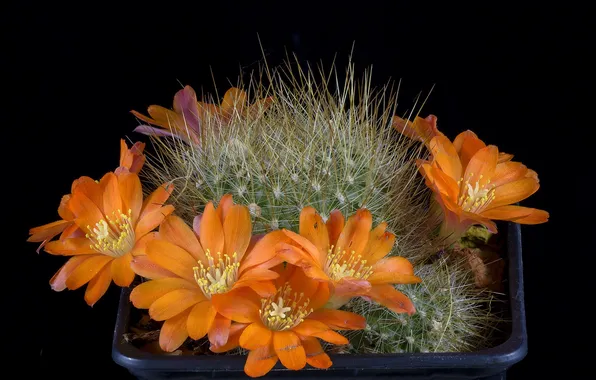 Flowers, cactus, container, cacti, orange flowers