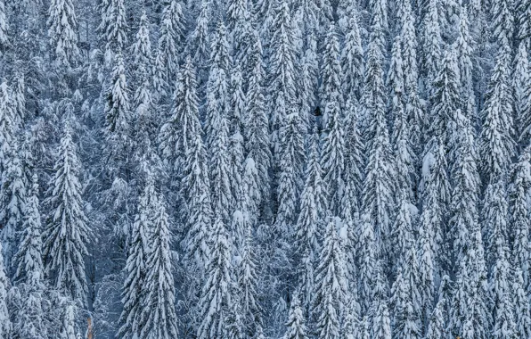 Picture snow, trees, coniferous
