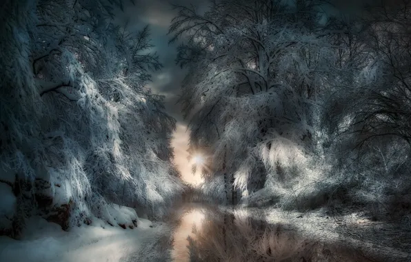 Picture winter, forest, night, nature, river