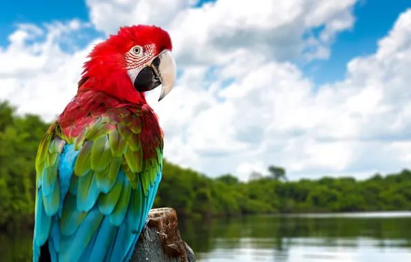 Picture the sky, parrot, Ara