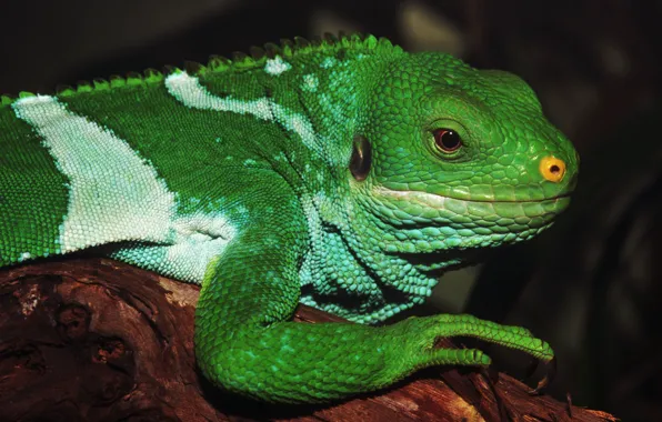Eyes, legs, green, iguana, reptile