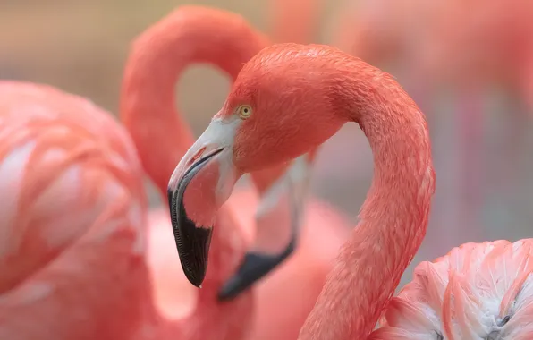 Look, birds, bird, portrait, Flamingo, pink flamingos