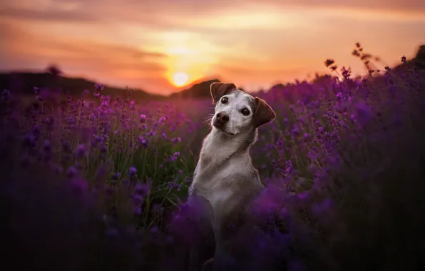 Picture field, look, sunset, flowers, dog, lavender