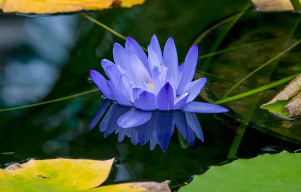 Flower, leaves, pond, reflection, lilac, yellow, petals, pond
