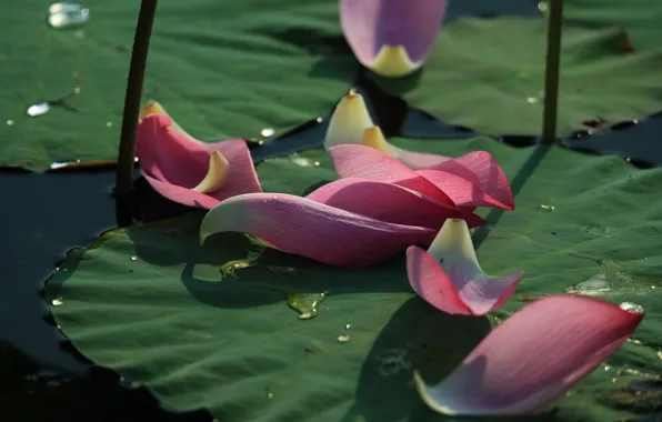 Picture leaves, water, drops, flowers, pond, petals, stem, Lotus