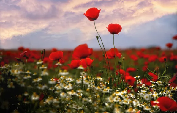 Field, summer, the sky, clouds, flowers, Maki, chamomile, blur