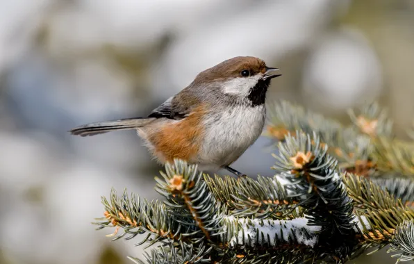 Picture branches, background, bird, bird, needles, coniferous, bokeh, tit