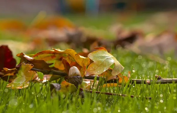 Drops, on the grass, acorn, oak leaves, blur bokeh