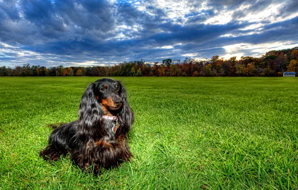 Picture field, dog, Dachshunds