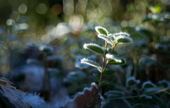 Picture Frosty, Leaves, Lingonberry