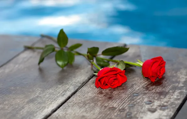 Water, flowers, bridge, Board, roses