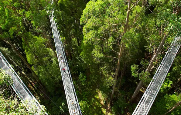 Trees, trail, Australia, Ferguson, Otway Fly Treetop