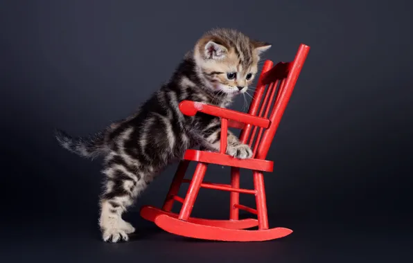 Background, chair, kitty, chair