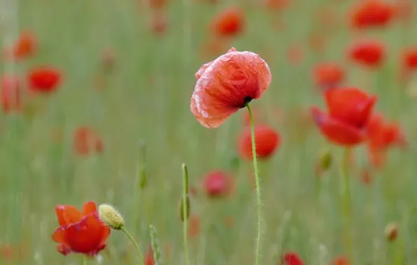 Flowers, red, Maki, petals