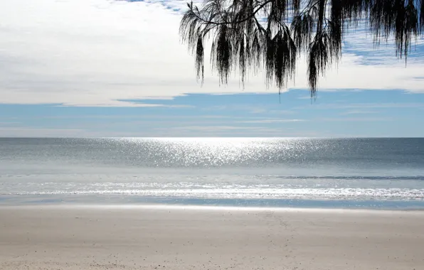 Sea, beach, the sky, branches