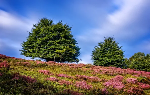 Picture greens, summer, the sky, grass, the sun, clouds, trees, hills