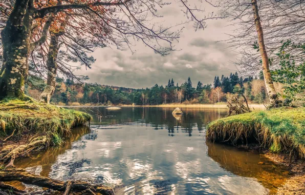 Forest, nature, lake, shore
