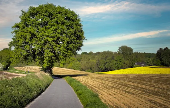 Road, field, tree