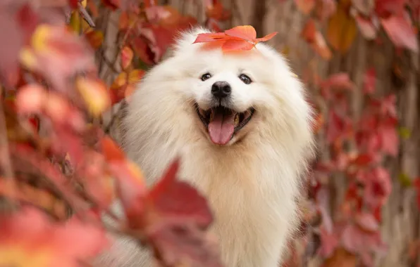 Autumn, language, look, leaves, nature, leaf, portrait, dog