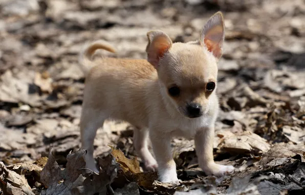 Leaves, dog, puppy, Chihuahua