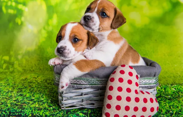 Dogs, look, pose, together, heart, legs, dog, puppies