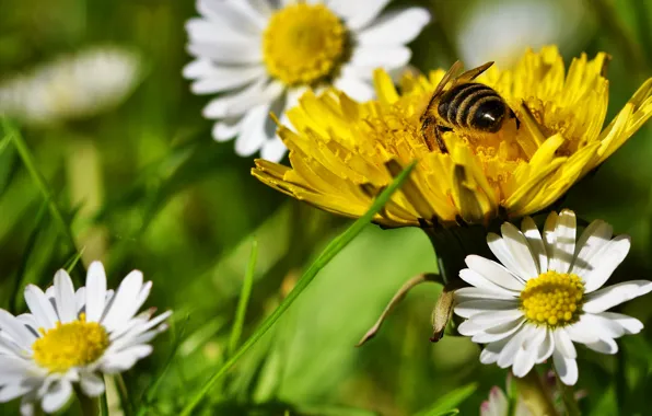 Picture greens, flower, summer, grass, flowers, yellow, bee, mood