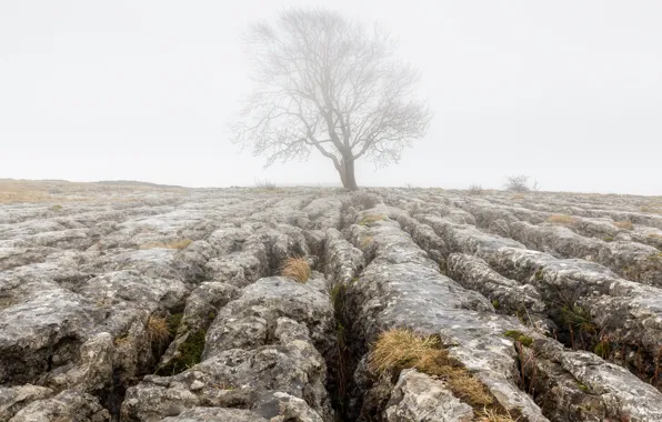 Trees, fog, stones, earth