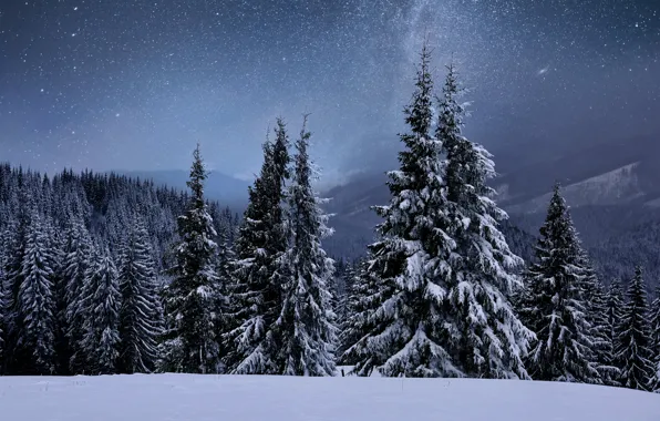 Winter, snow, trees, landscape, mountains, tree, forest, landscape