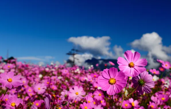 Field, the sky, flowers, blur, kosmeya