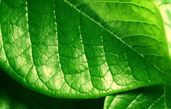 Picture greens, macro, photo, background, Wallpaper, plant, leaf