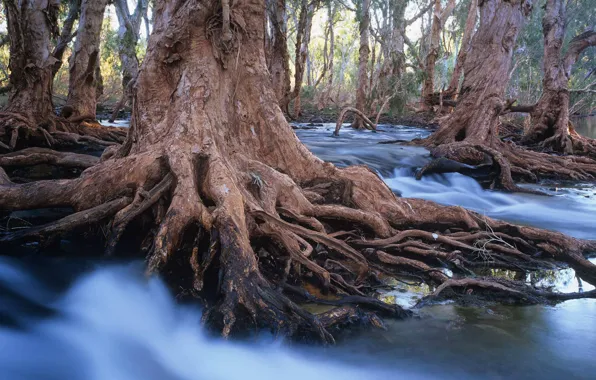 Roots, Australia, chinoe tree, the Melaleuca alternifolia