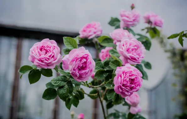 Pink, rose, Bush, tea rose, tea