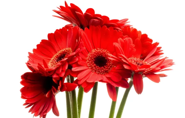 Picture bouquet, gerbera, red flowers