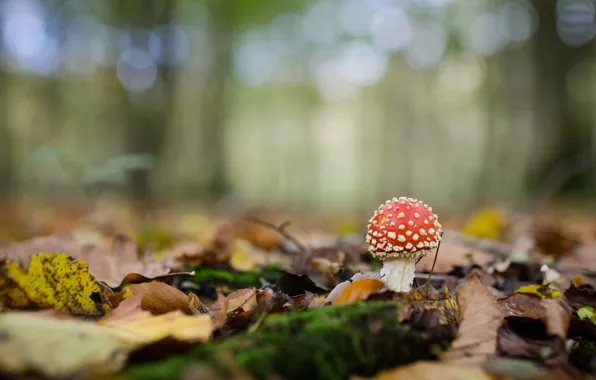 Picture autumn, forest, leaves, background, glade, mushrooms, mushroom, bokeh