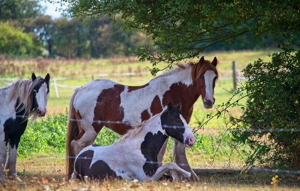 Look, branches, tree, stay, the fence, horses, horse, the fence