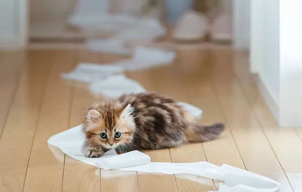 Cat, paper, kitty, Board, floor, Daisy, Ben Torode, toilet