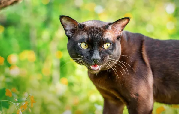 Cat, cat, look, pose, background, mouth, brown, green eyes