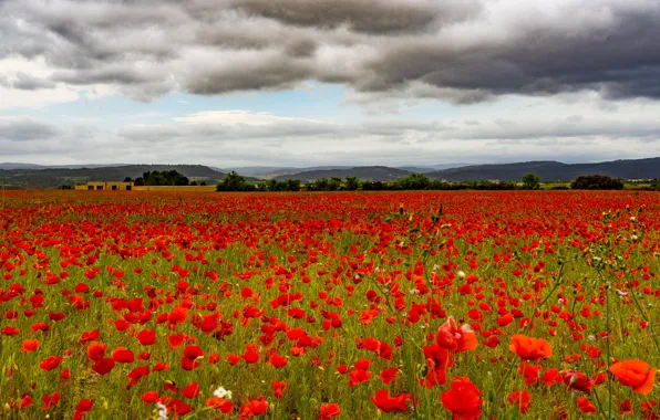 Summer, the sky, flowers, clouds, Maki, meadow, space, red