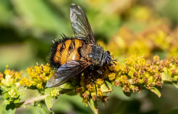 Macro, fly, background