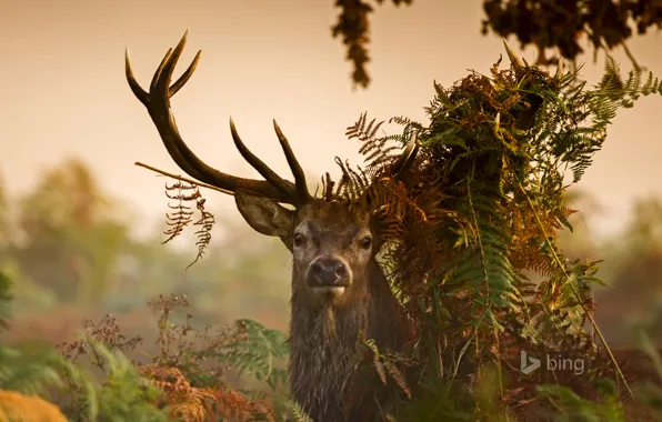 Grass, leaves, thickets, England, London, deer, horns, Richmond Park