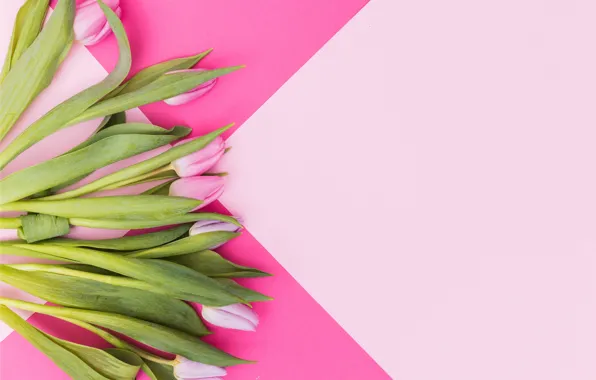 Flowers, tulips, pink, fresh, pink, flowers, tulips, spring