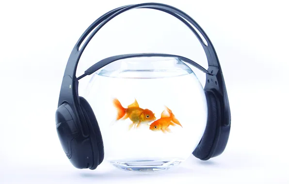 Picture water, fish, music, aquarium, headphones, gold
