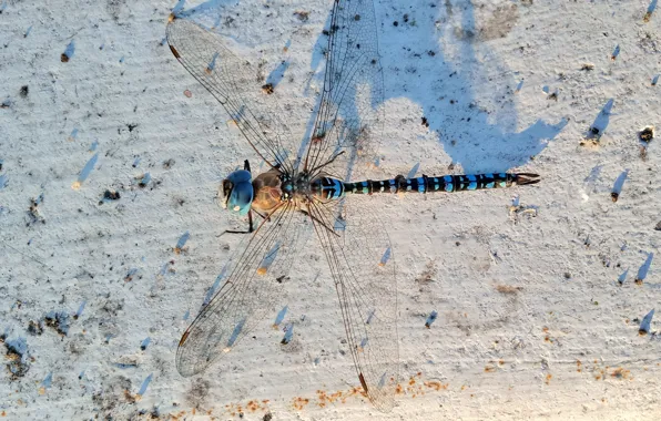 Dragonfly, white background, insect
