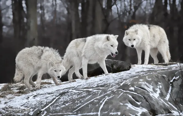 Nature, predator, family, wolves, winter.snow