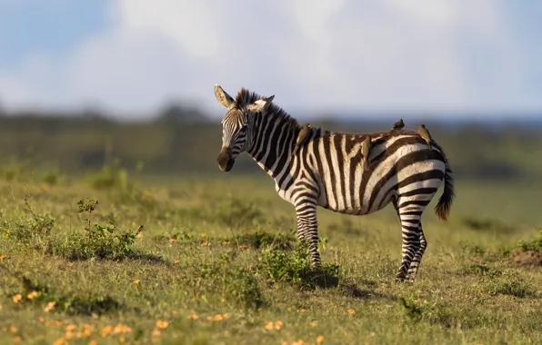 Field, birds, Zebra, cub, sebranek
