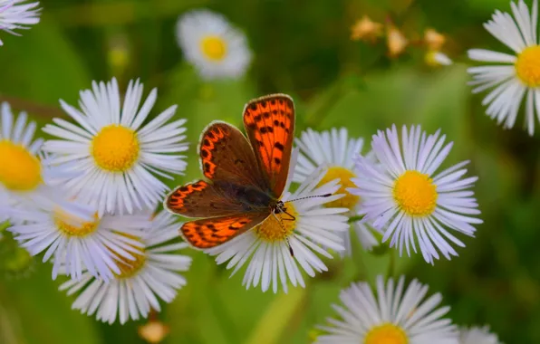 Picture Butterfly, Chamomile, Bokeh, White Flowers