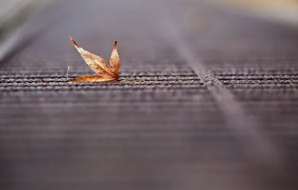 Autumn, leaves, nature