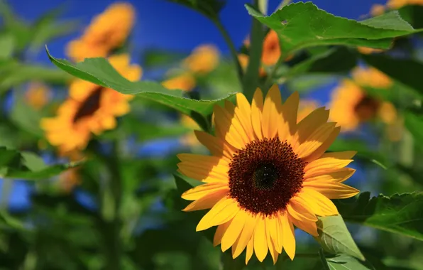 Leaves, sunflower, the sun