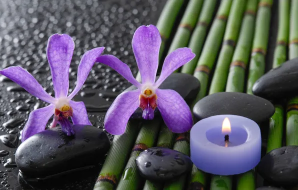 Drops, flowers, bamboo, orchids, Spa stones